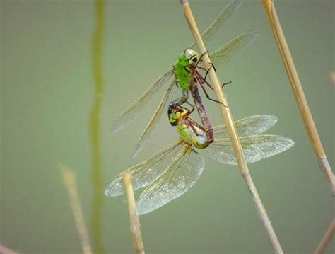 很多蜻蜓代表什麼|【很多蜻蜓代表什麼】蜻蜓漫天飛！預示著什麼？揭開大自然的玄。